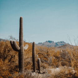 Tucson city - Tucson